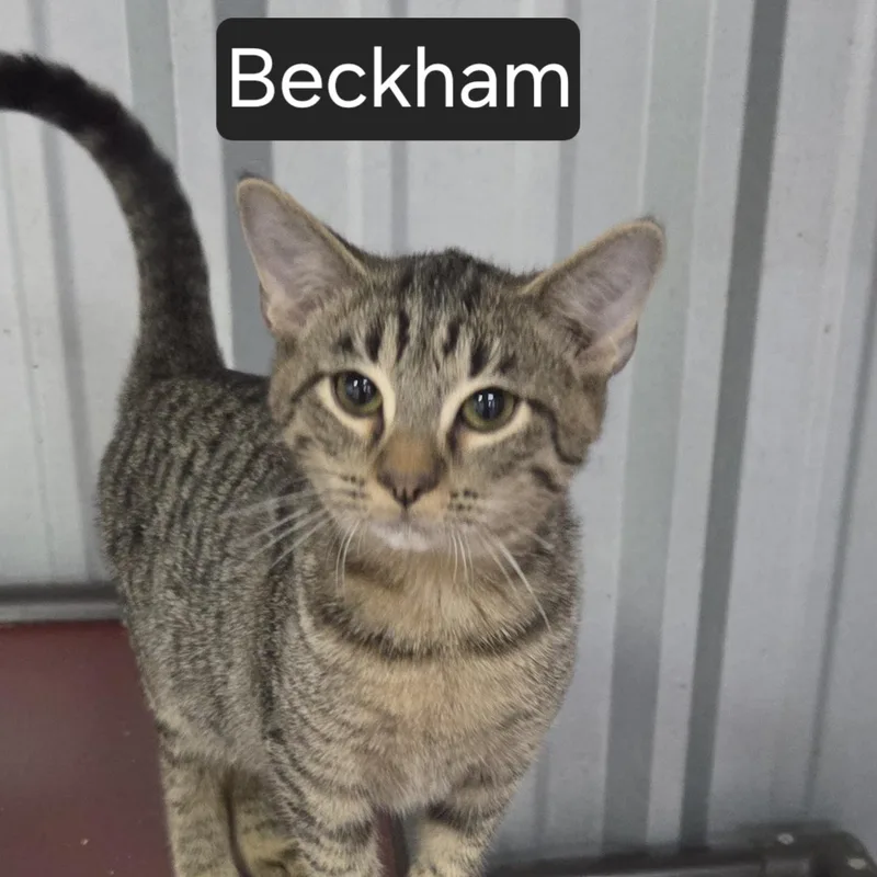 A young medium-sized male Tabby (Gray / Blue / Silver) Domestic Short Hair cat named Beckham for adoption in SNOW HILL, NC