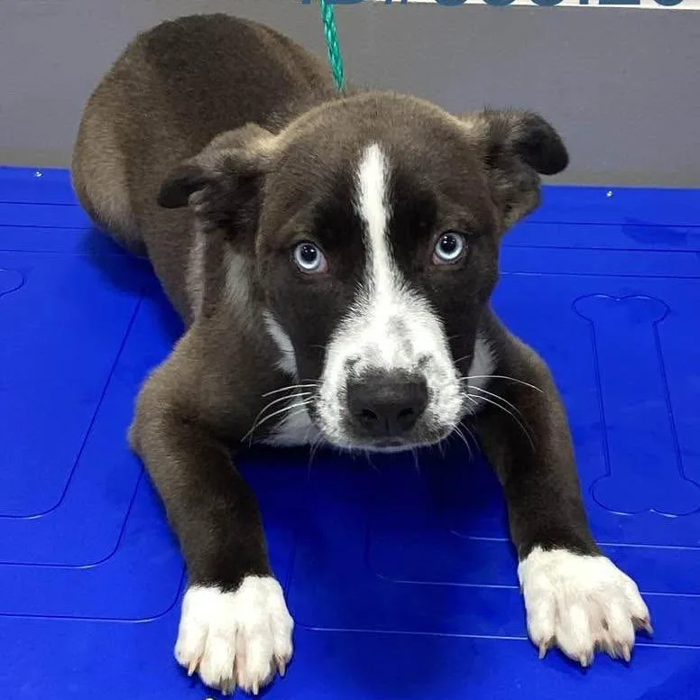 A baby large-sized male Gray / Blue / Silver American Staffordshire Terrier dog named Tank for adoption in Kerrville, TX
