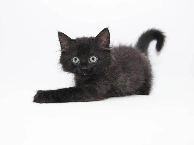 A baby medium-sized male Domestic Short Hair cat named Marlin for adoption in Lansing, KS
