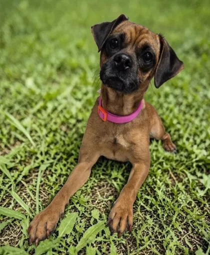 An adult small-sized female Pug dog named Fiddlesticks for adoption in Malvern, PA