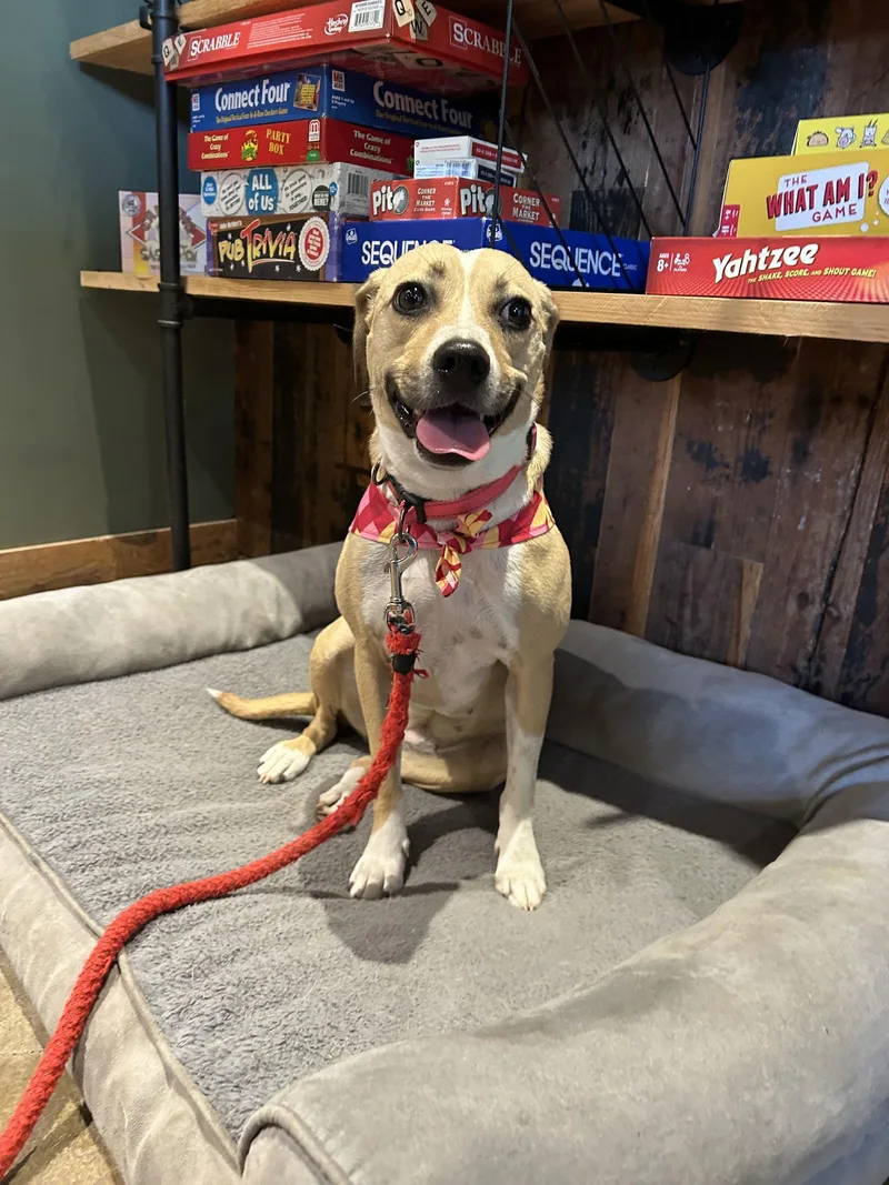 Lady Bird thumbnail 2