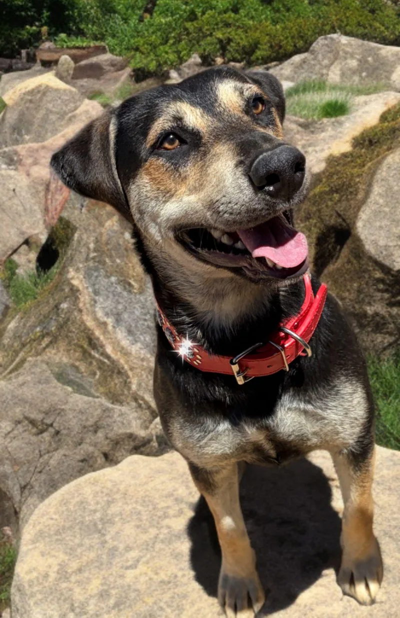 Ali
