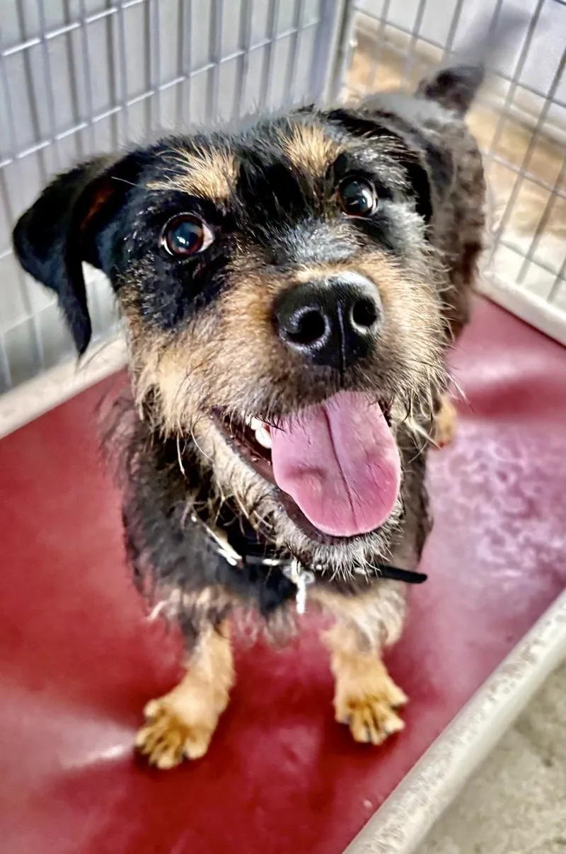 A young small-sized female Wirehaired Terrier dog named Vanna for adoption in Oxford, MI