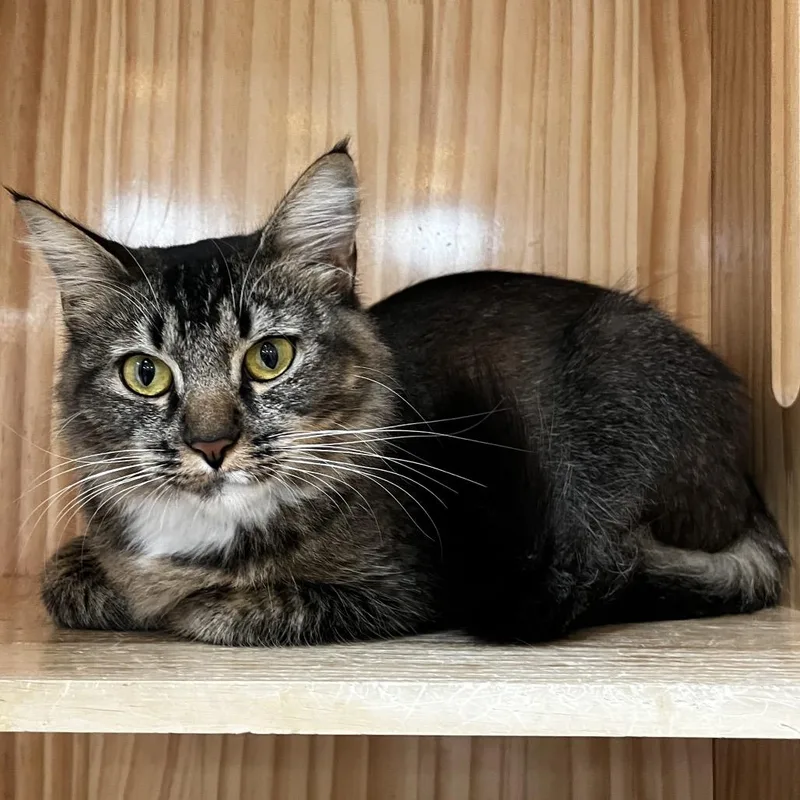 An adult medium-sized female Domestic Medium Hair cat named Nutmeg for adoption in Yucca Valley, CA