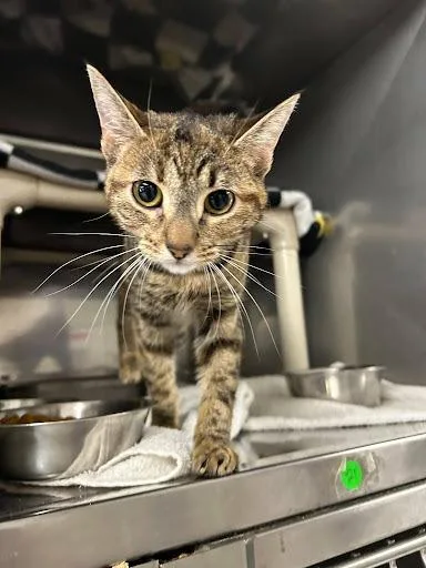 A young small-sized female Domestic Short Hair cat named Chamomile for adoption in Lunenburg, MA