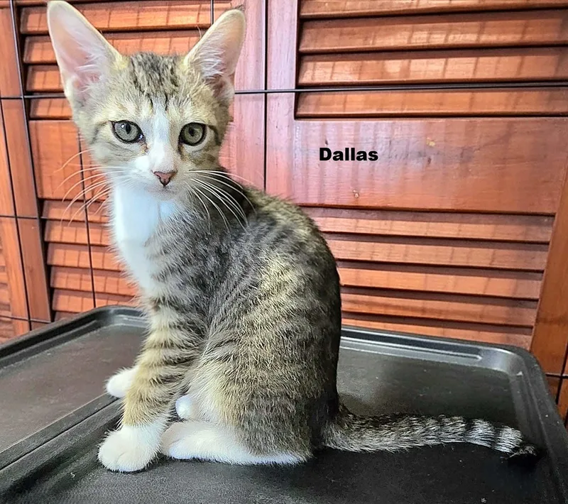 Dallas  Riggs  thumbnail 2