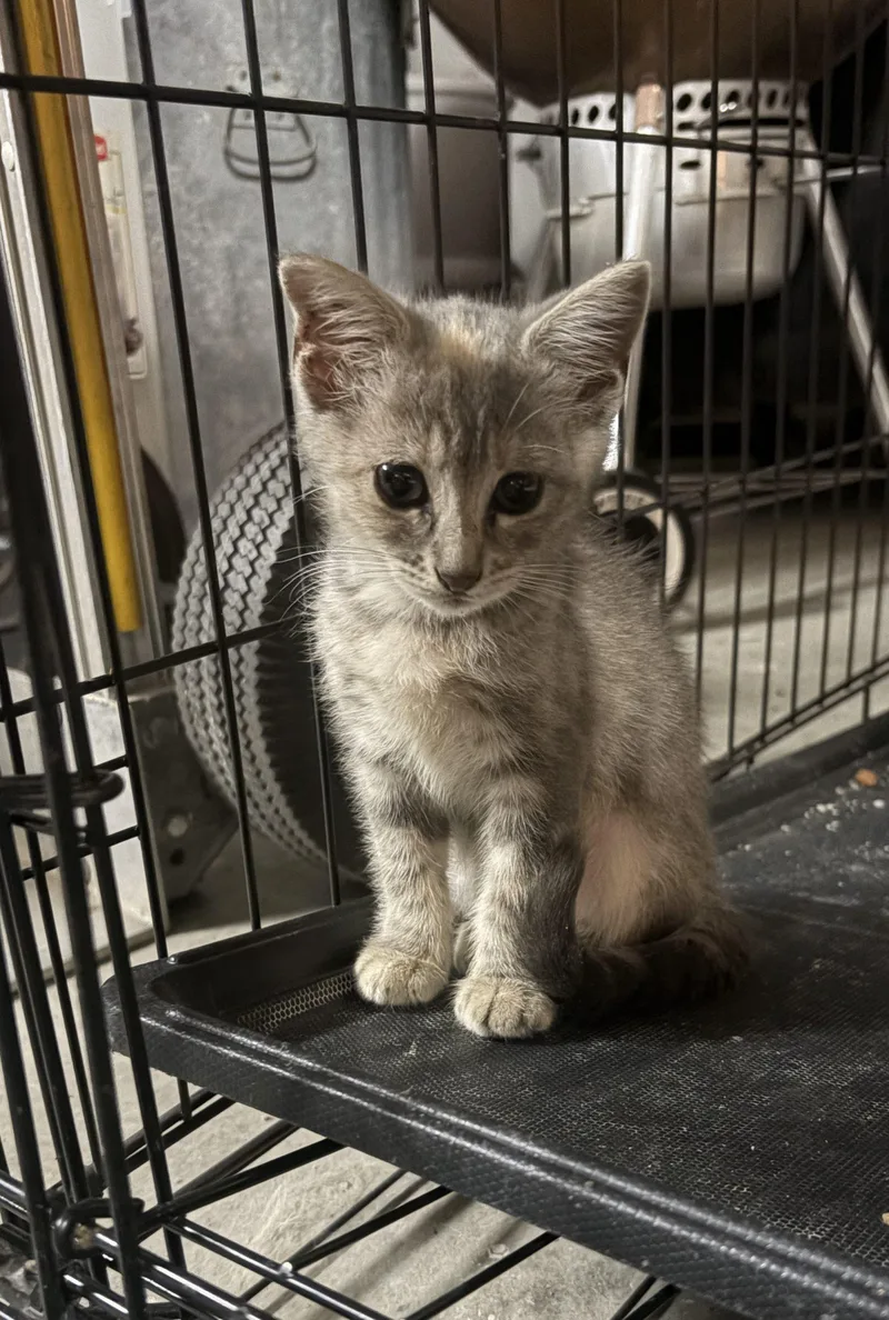 A baby small-sized female Dilute Tortoiseshell cat named Maggie for adoption in Paulina, LA