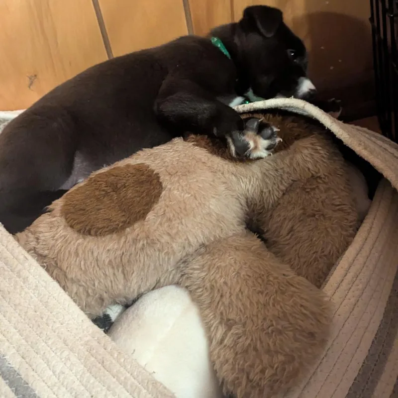A baby small-sized female Black Mixed Breed dog named Mopsy for adoption in Buffalo, MN