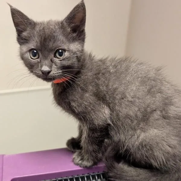 A baby medium-sized female Domestic Short Hair cat named Lori for adoption in Dublin, CA