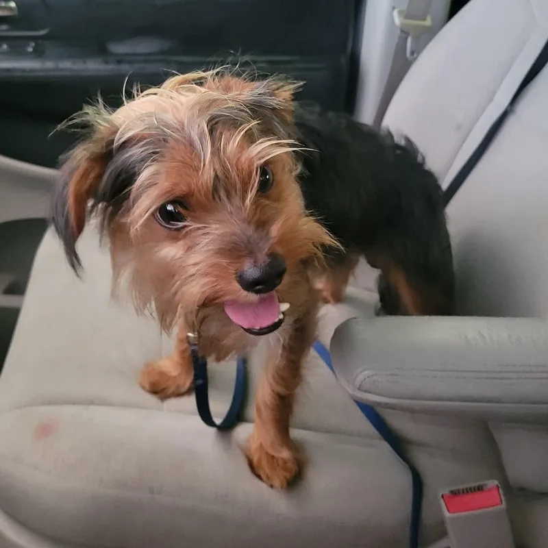 An adult small-sized male Yorkshire Terrier dog named Lincoln for adoption in LEHIGH ACRES, FL