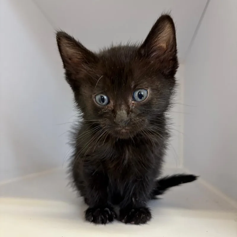 A baby small-sized male Black Domestic Short Hair cat named Rush for adoption in Kanab, UT