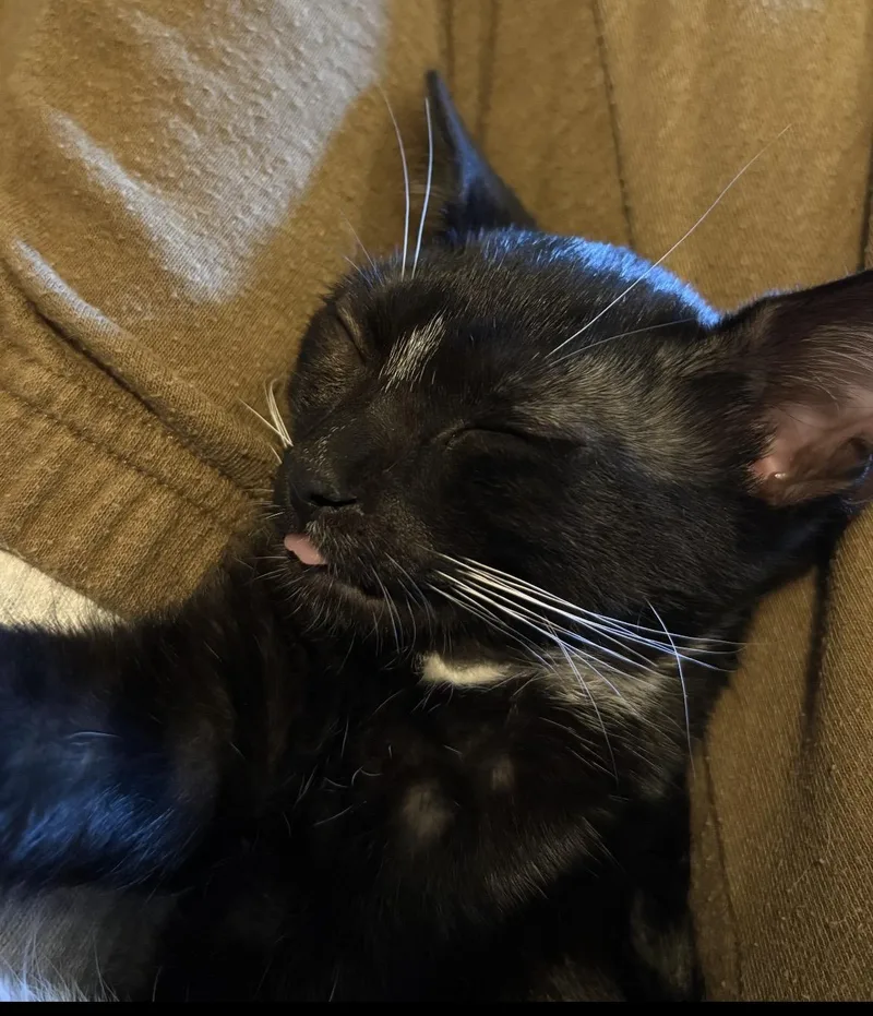 A baby small-sized male Domestic Short Hair cat named Pyewacket for adoption in Havertown, PA