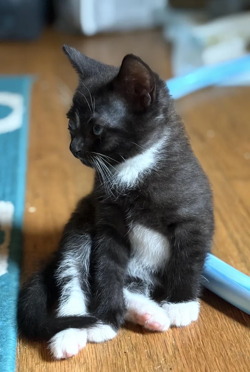 Pyewacket thumbnail 2