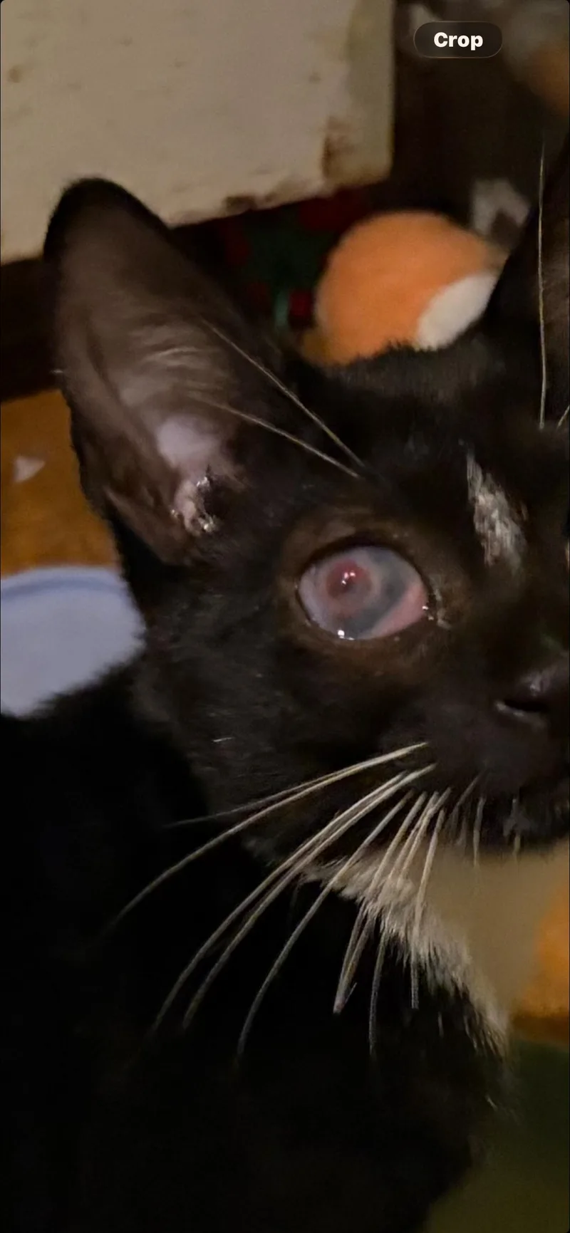 Pyewacket thumbnail 3