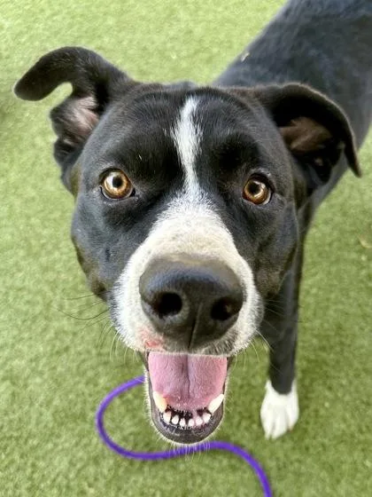 An adult large-sized female Black Mixed Breed dog named Rose for adoption in Wichita, KS