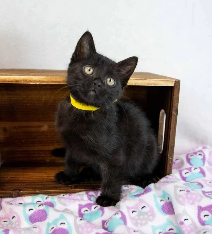 A baby medium-sized female Domestic Short Hair cat named Cher for adoption in Kennesaw, GA