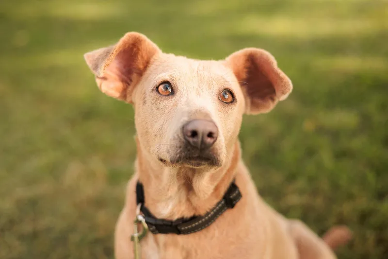 An adult small-sized female Feist dog named Lacy Lou Transport for adoption in Gradyville, KY