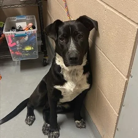 An adult large-sized female Black Mixed Breed dog named Aspen for adoption in Tacoma, WA