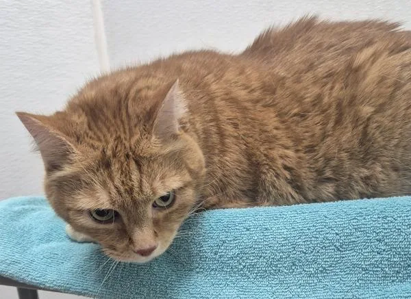 A senior medium-sized male Domestic Short Hair cat named Charlie for adoption in Silverdale, WA
