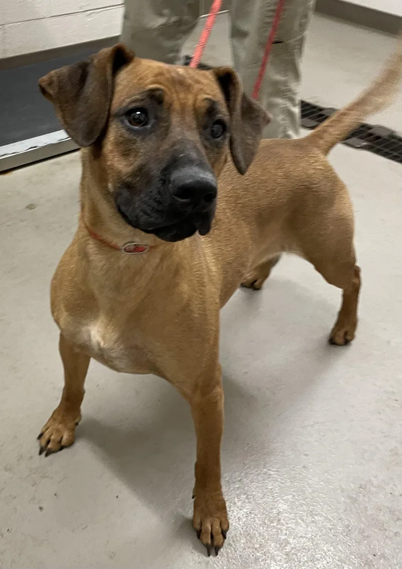 A young medium-sized female Brown / Chocolate Rhodesian Ridgeback dog named Nicole HOLD for adoption in Canton, OH