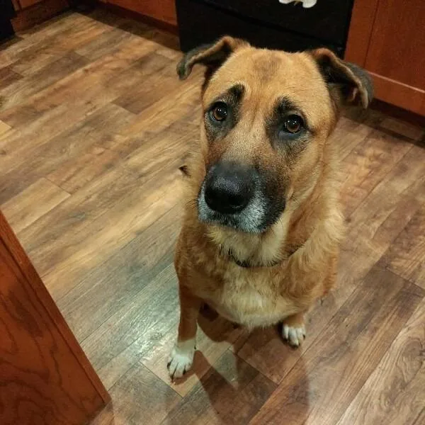 A senior large-sized female Yellow / Tan / Blond / Fawn Shepherd dog named Rue for adoption in Alma, WI