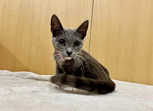A young medium-sized female Domestic Medium Hair cat named Wren for adoption in Saint Louis, MO