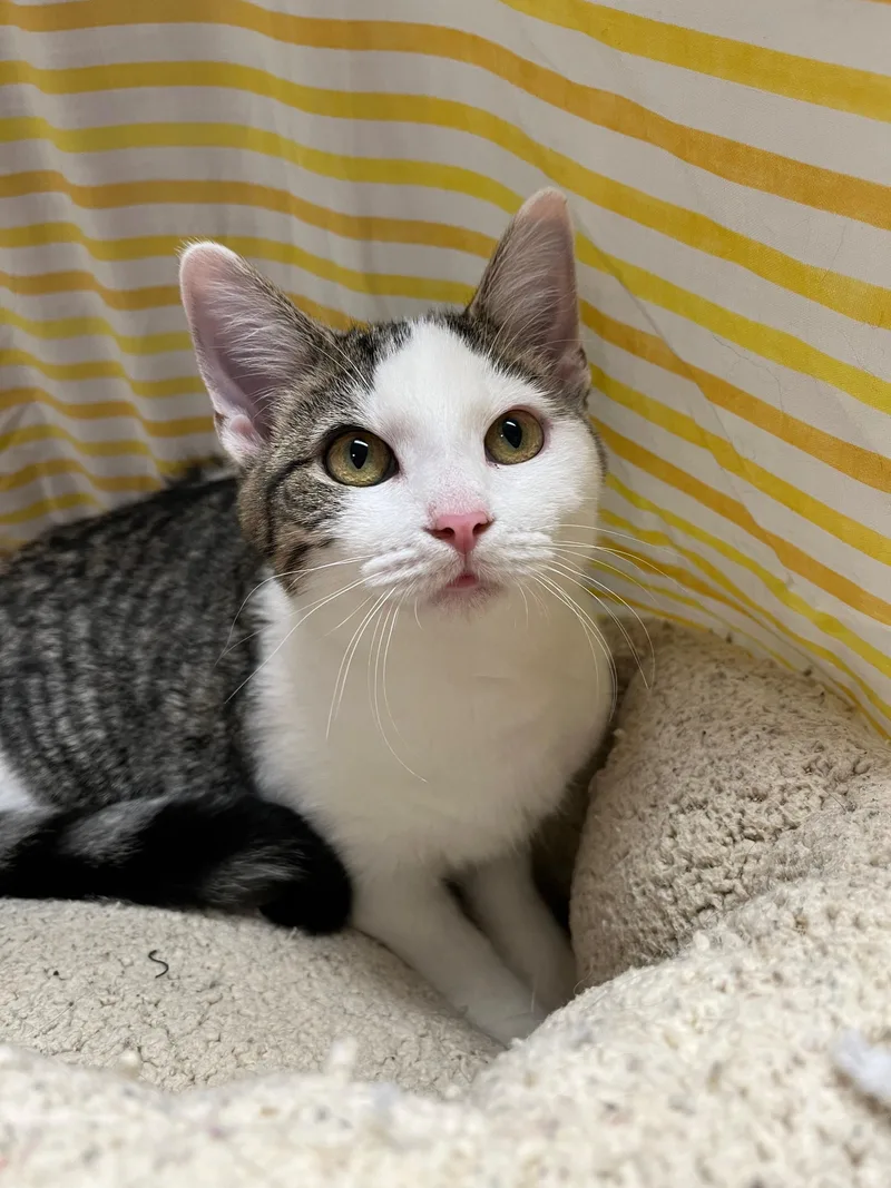 Mercedes thumbnail 2