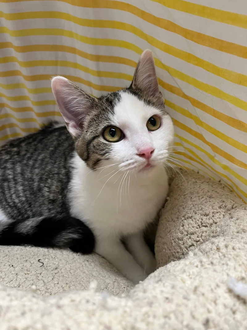 Mercedes thumbnail 4