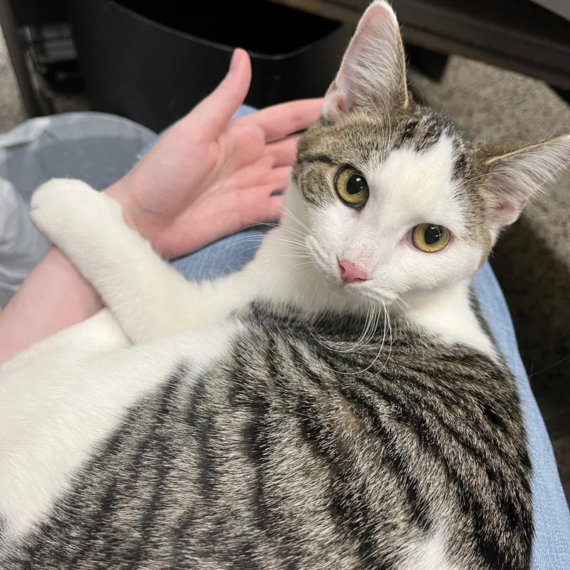 Mercedes thumbnail 5