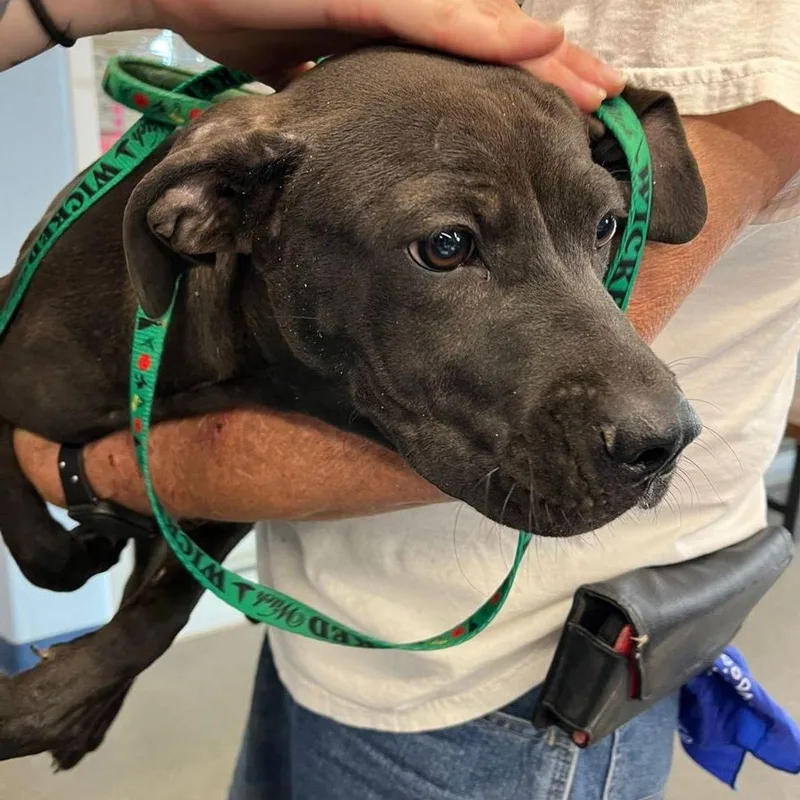 An adult medium-sized female Black Labrador Retriever dog named Toga for adoption in Kingman, AZ