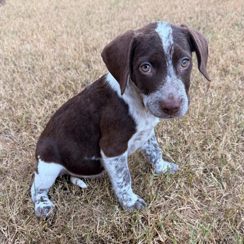 A baby medium-sized male German Shorthaired Pointer dog named Colt for adoption in Brownsville, TX