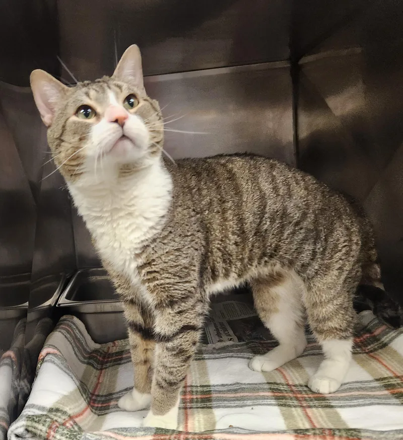 An adult medium-sized male Tabby (Brown / Chocolate) Domestic Short Hair cat named Beans for adoption in Clayton, NJ