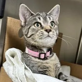 A baby small-sized female Brown / Chocolate Domestic Short Hair cat named Angie for adoption in Novelty, OH