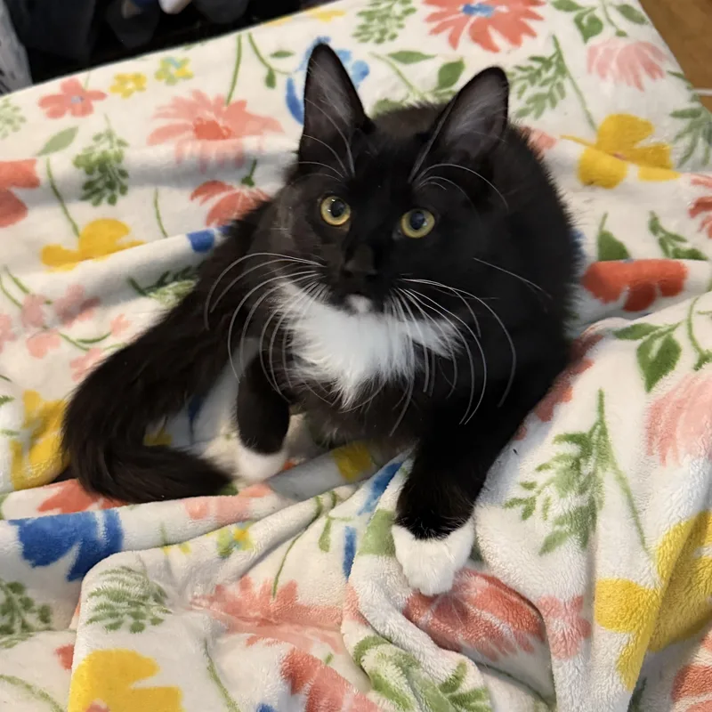 A baby medium-sized female Black Tuxedo cat named Hilti for adoption in Midvale, UT