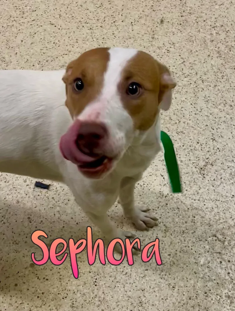 A young medium-sized female Terrier dog named Sephora for adoption in Muncie, IN