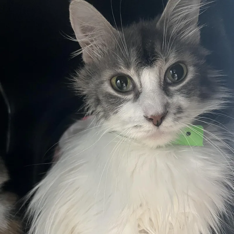 An adult small-sized female Calico Domestic Long Hair cat named Monroe for adoption in Fort Wayne, IN