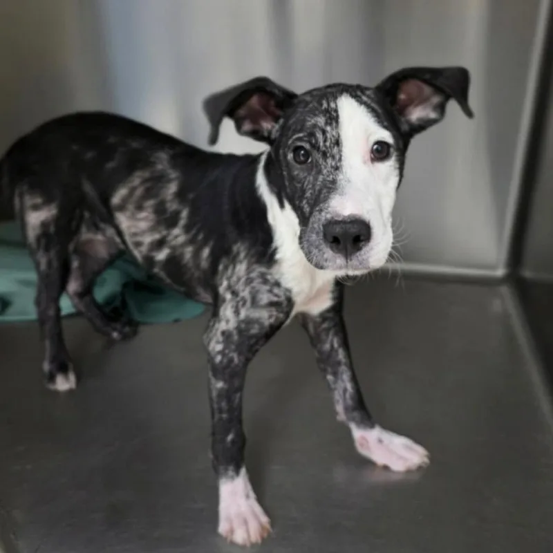 A baby medium-sized male Black American Staffordshire Terrier dog named Bestie for adoption in Long Island City, NY