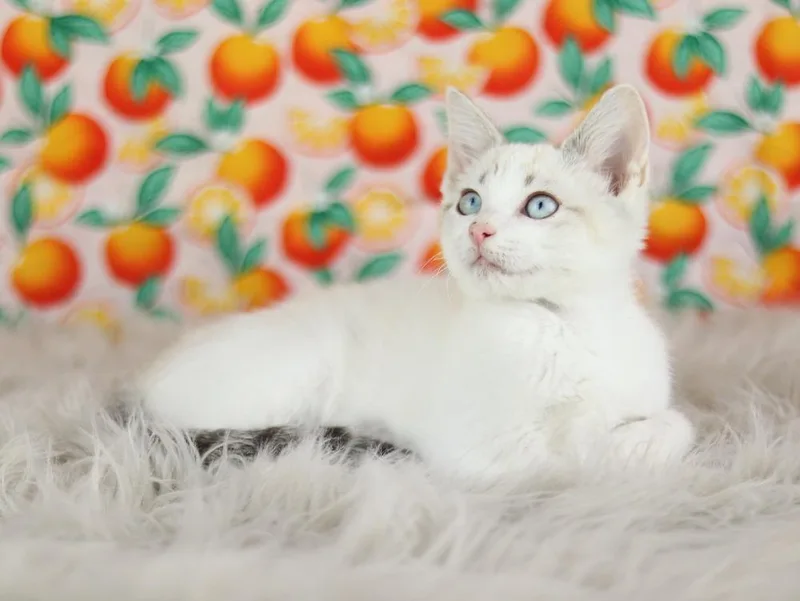 A baby small-sized female Domestic Short Hair cat named Bluebell for adoption in Lewisburg, TN