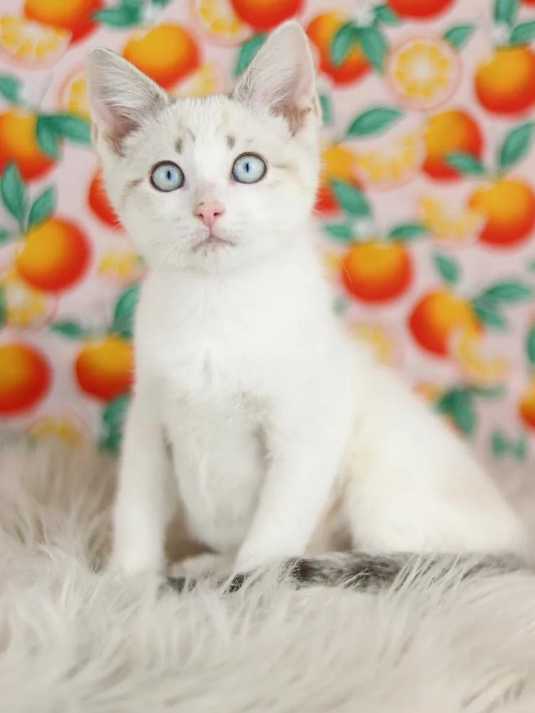 Bluebell thumbnail 3