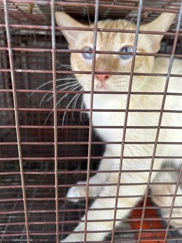 A young medium-sized male Domestic Short Hair cat named A for adoption in Houston, TX