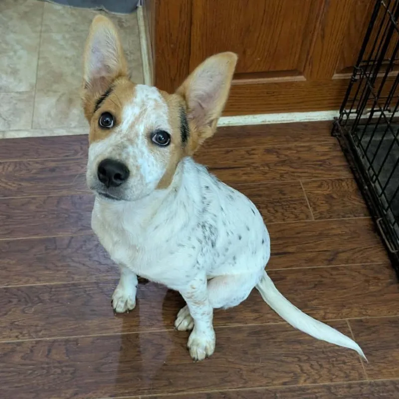 A baby medium-sized female White / Cream Mixed Breed dog named Buttons for adoption in Boaz, AL