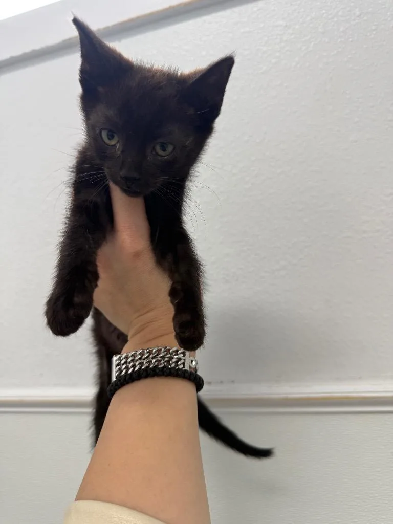 A baby small-sized male Domestic Short Hair cat named Mario for adoption in Brookings, OR