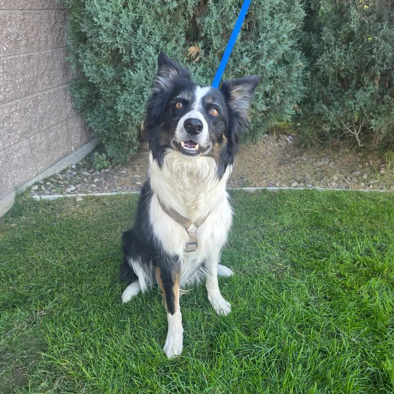 A senior medium-sized male Black Border Collie dog named Max for adoption in Great Falls, MT