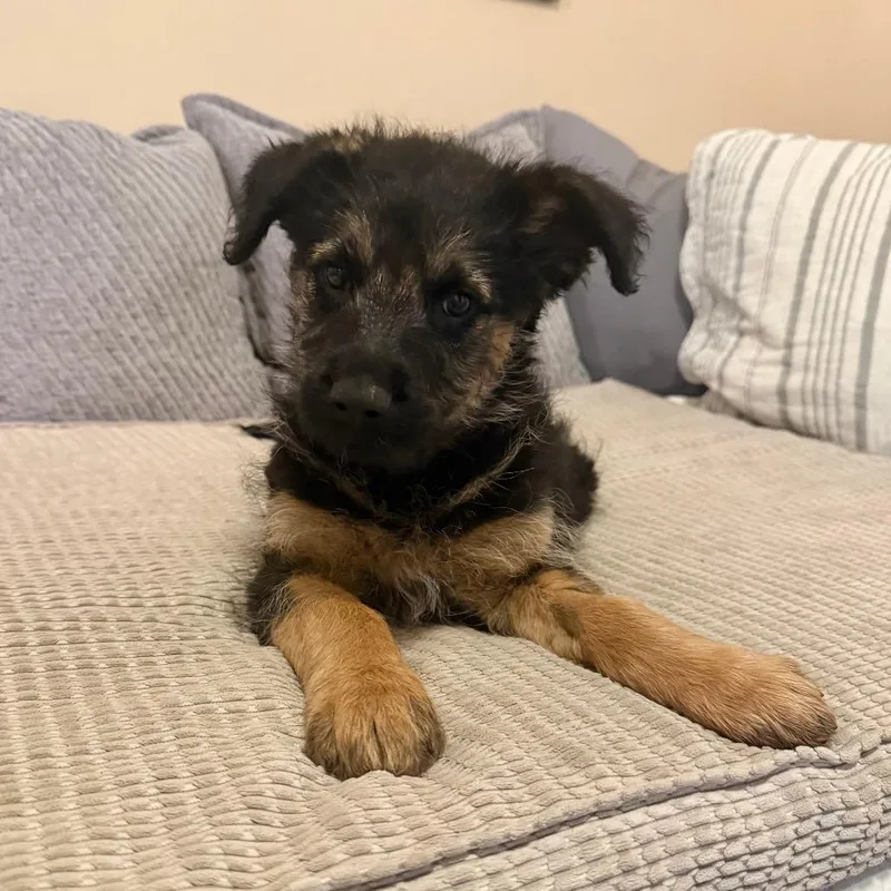 A baby small-sized male Brown / Chocolate Shepherd dog named Lambo for adoption in Agoura Hills, CA