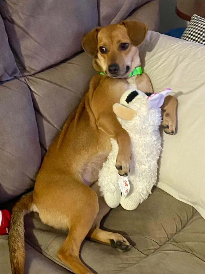 An adult small-sized female Chihuahua dog named Puddles for adoption in Succasunna, NJ