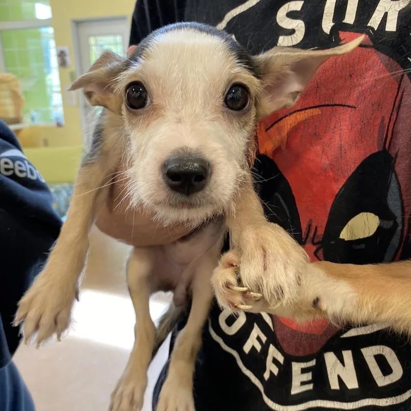 A baby small-sized female Terrier dog named Buttercup for adoption in Lynchburg, VA