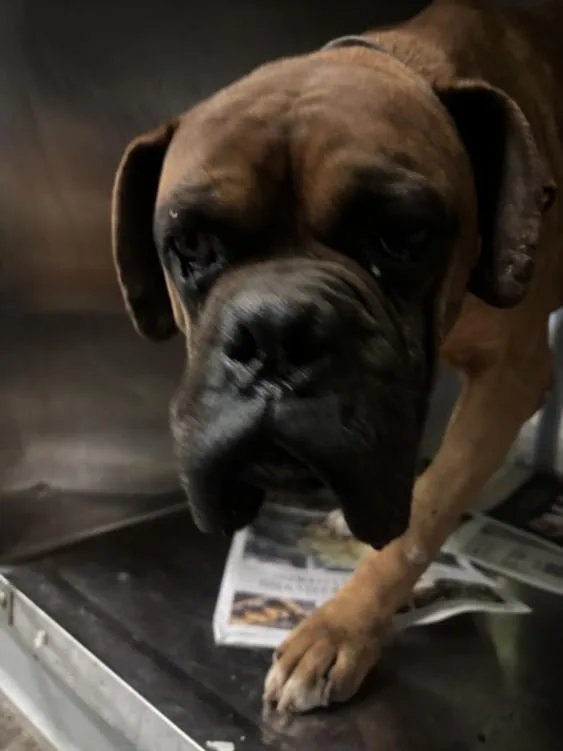 An adult large-sized male Boxer dog named Loki for adoption in Los Angeles, CA