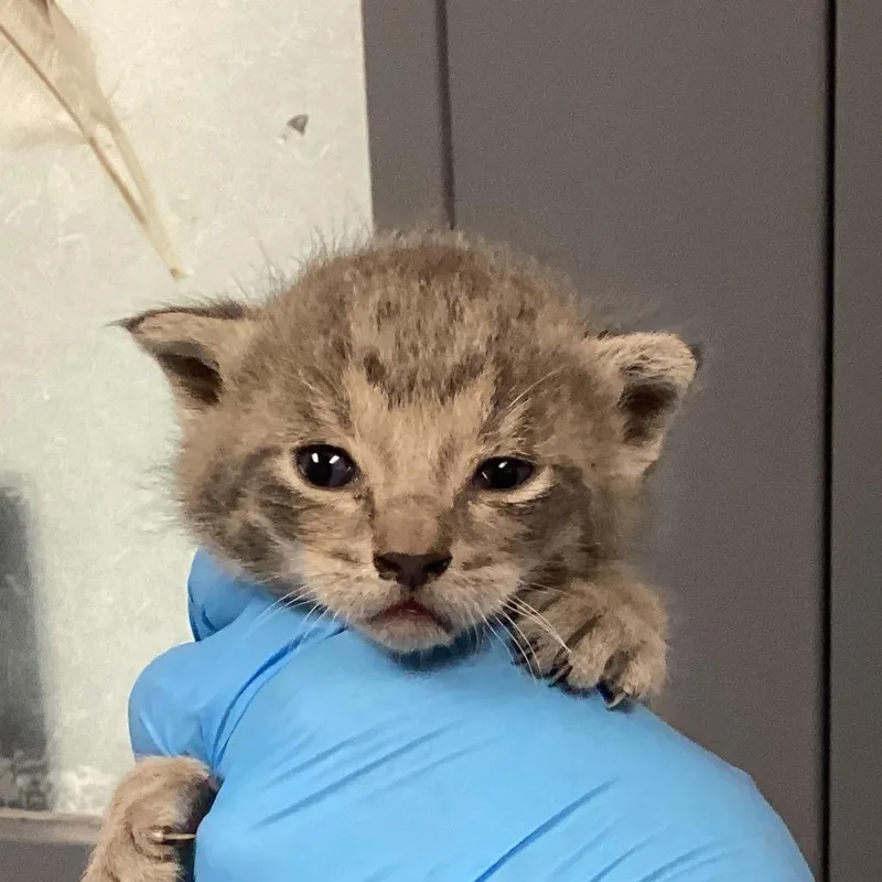 A baby small-sized male Gray / Blue / Silver Domestic Short Hair cat named Noodles for adoption in Greenville, SC