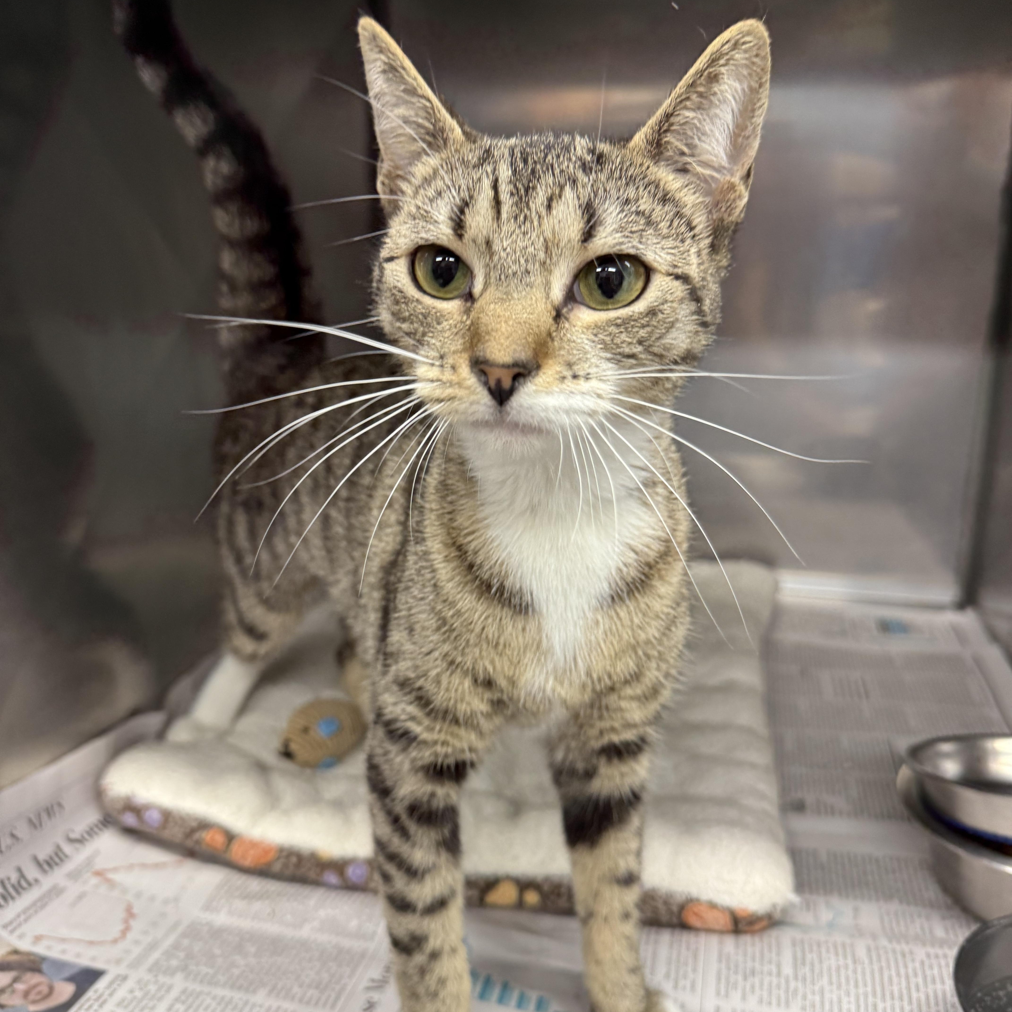 A baby medium-sized female Domestic Short Hair cat named Gumdrop for adoption in Exeter, RI