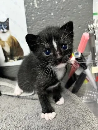 A baby medium-sized male Domestic Short Hair cat named Emerald Ireland for adoption in West Chester, PA